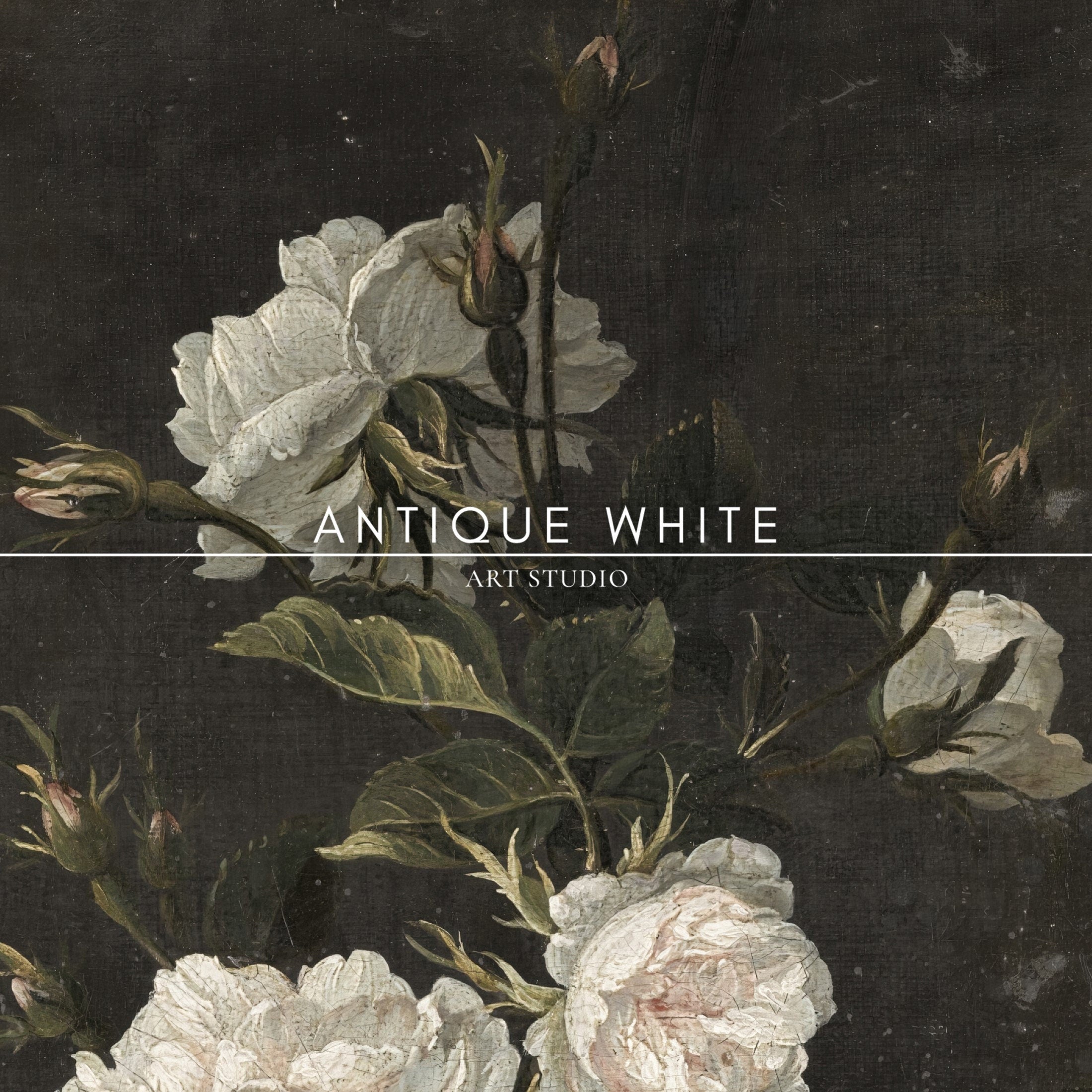 White Roses Against Black