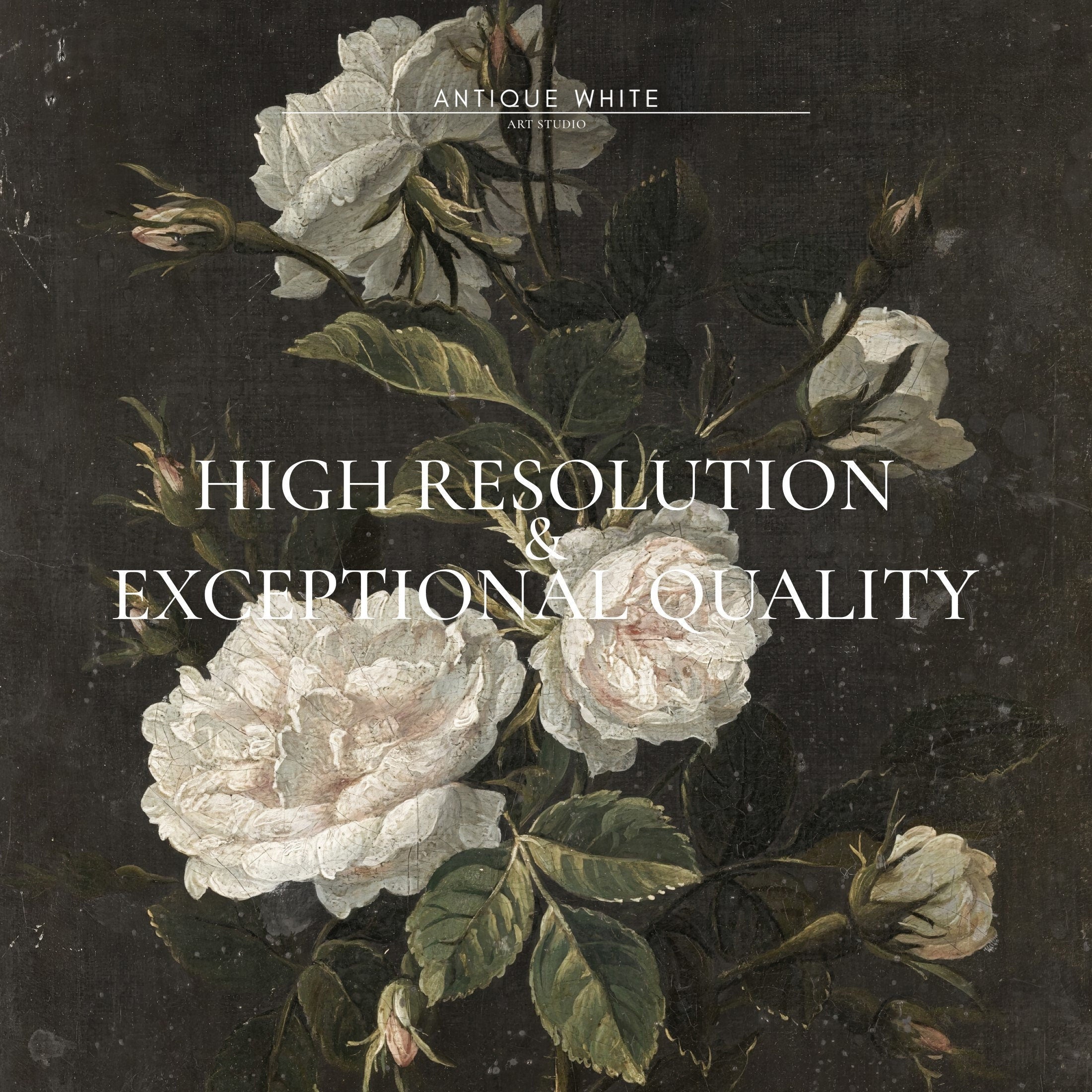 White Roses Against Black