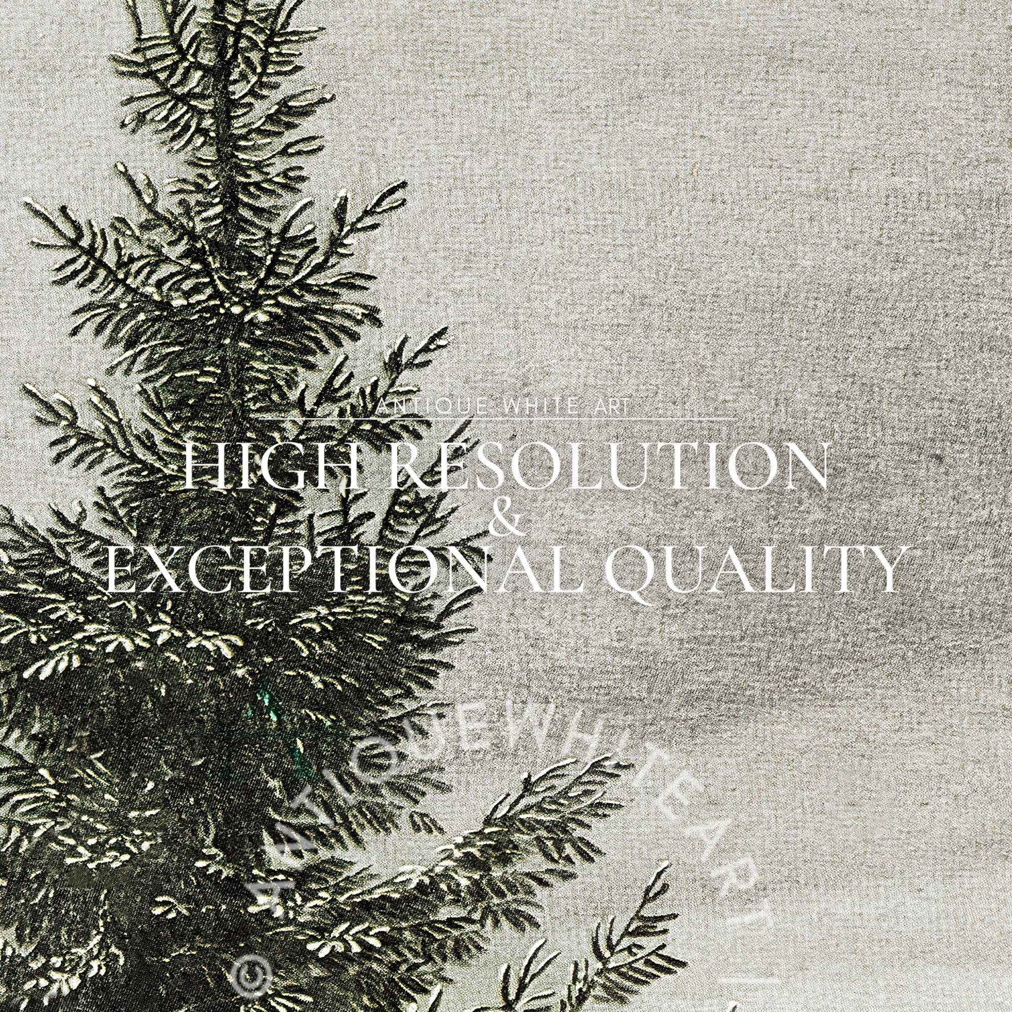 Snowy Pine Trees in Fog