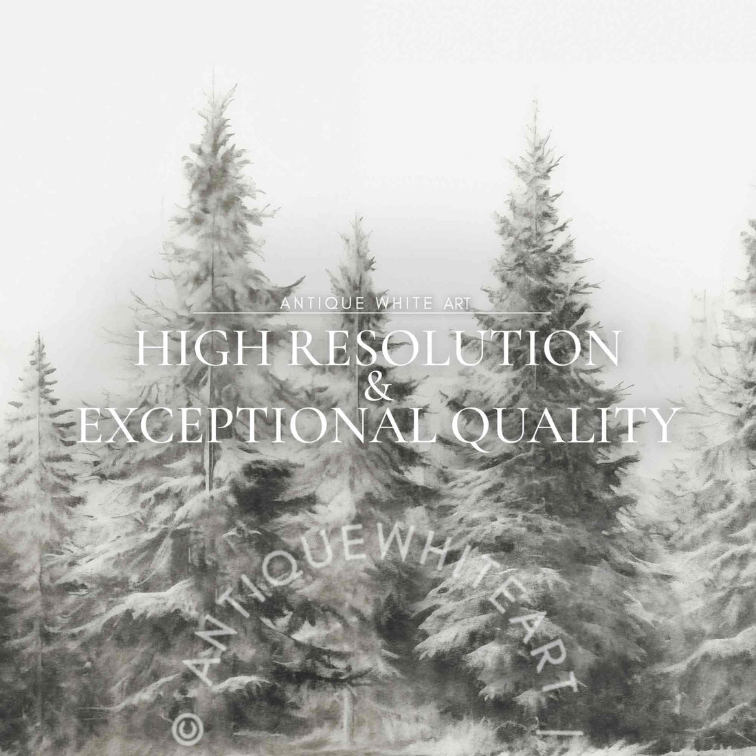 Wintry Pine Sketch