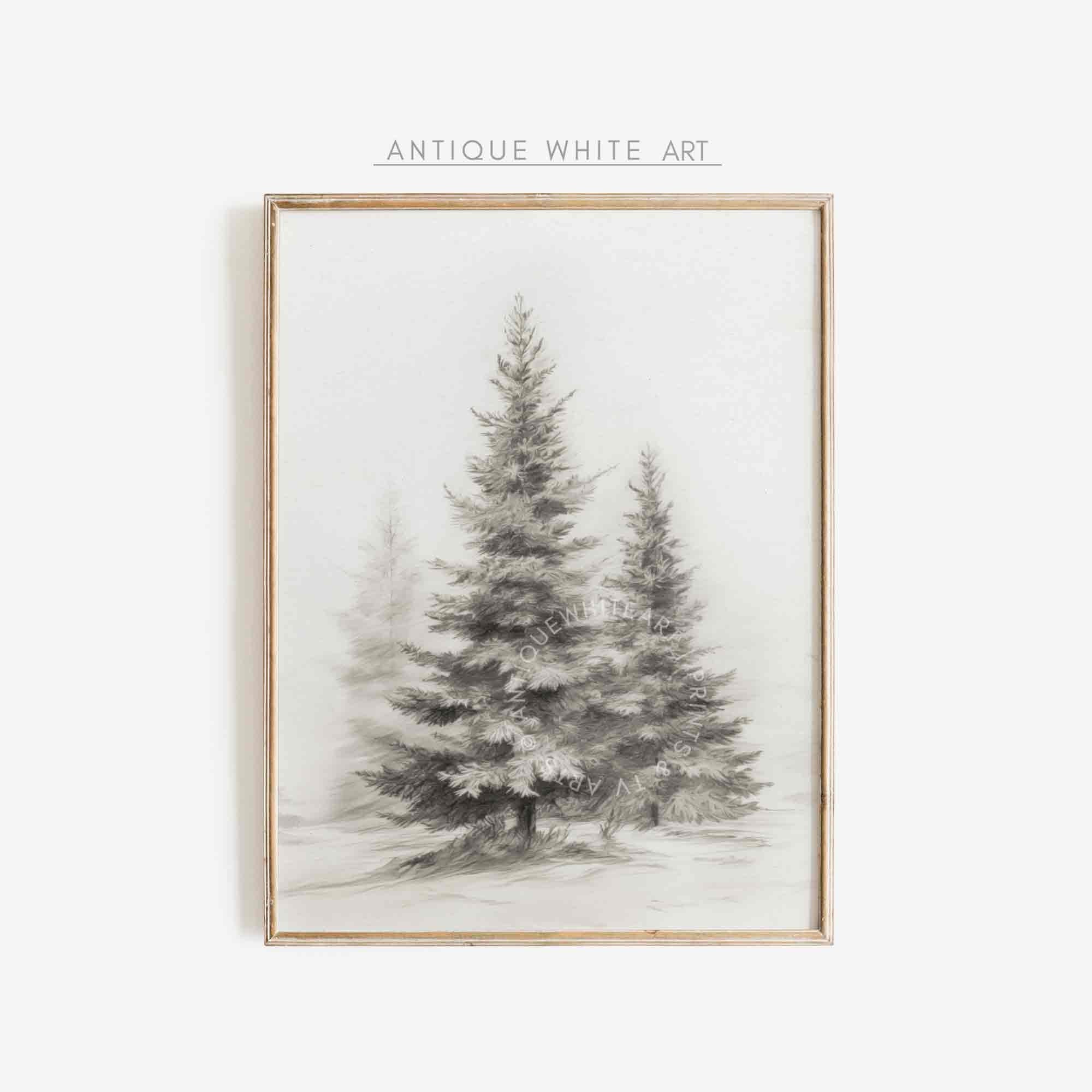 Pine Trees in Quiet Winter