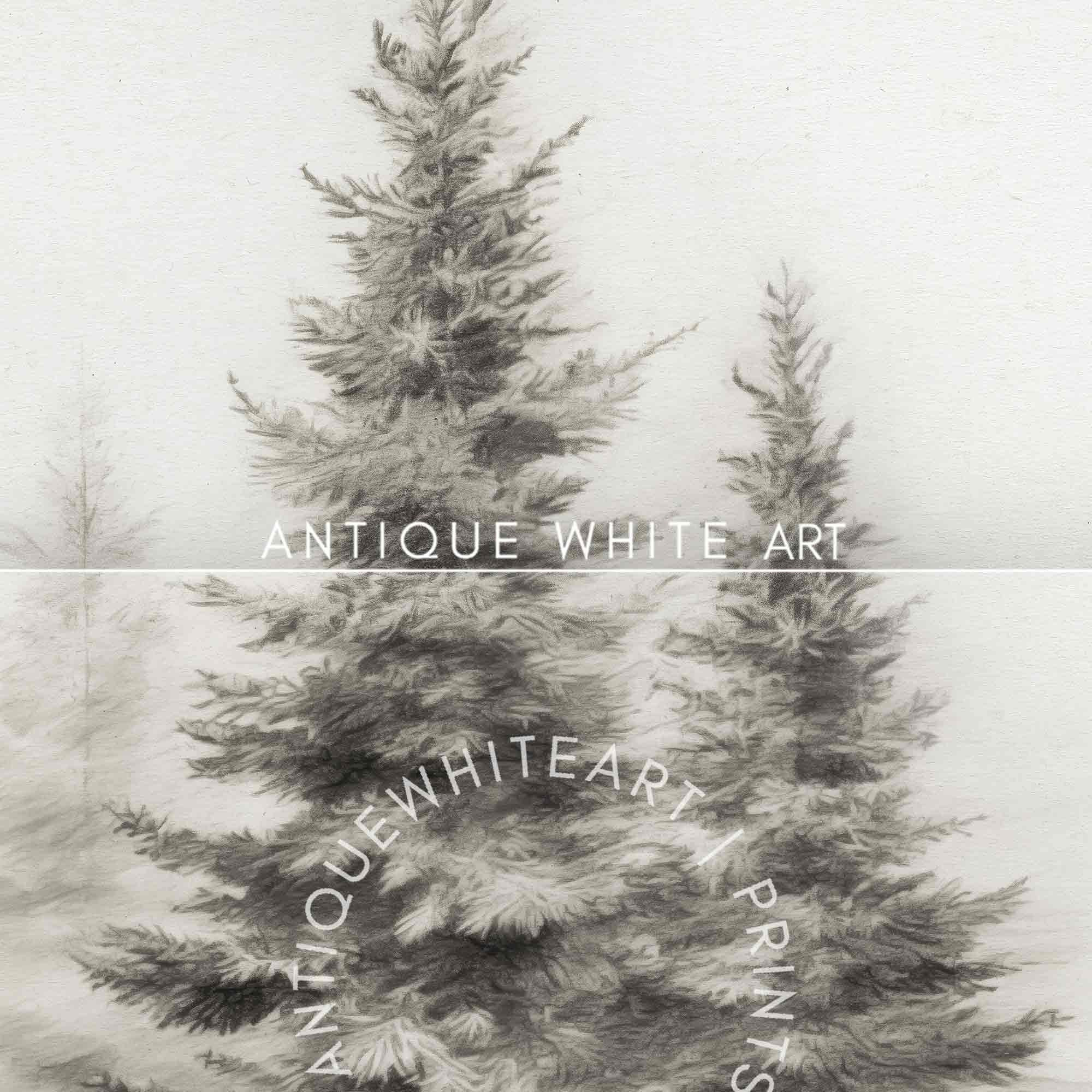 Pine Trees in Quiet Winter