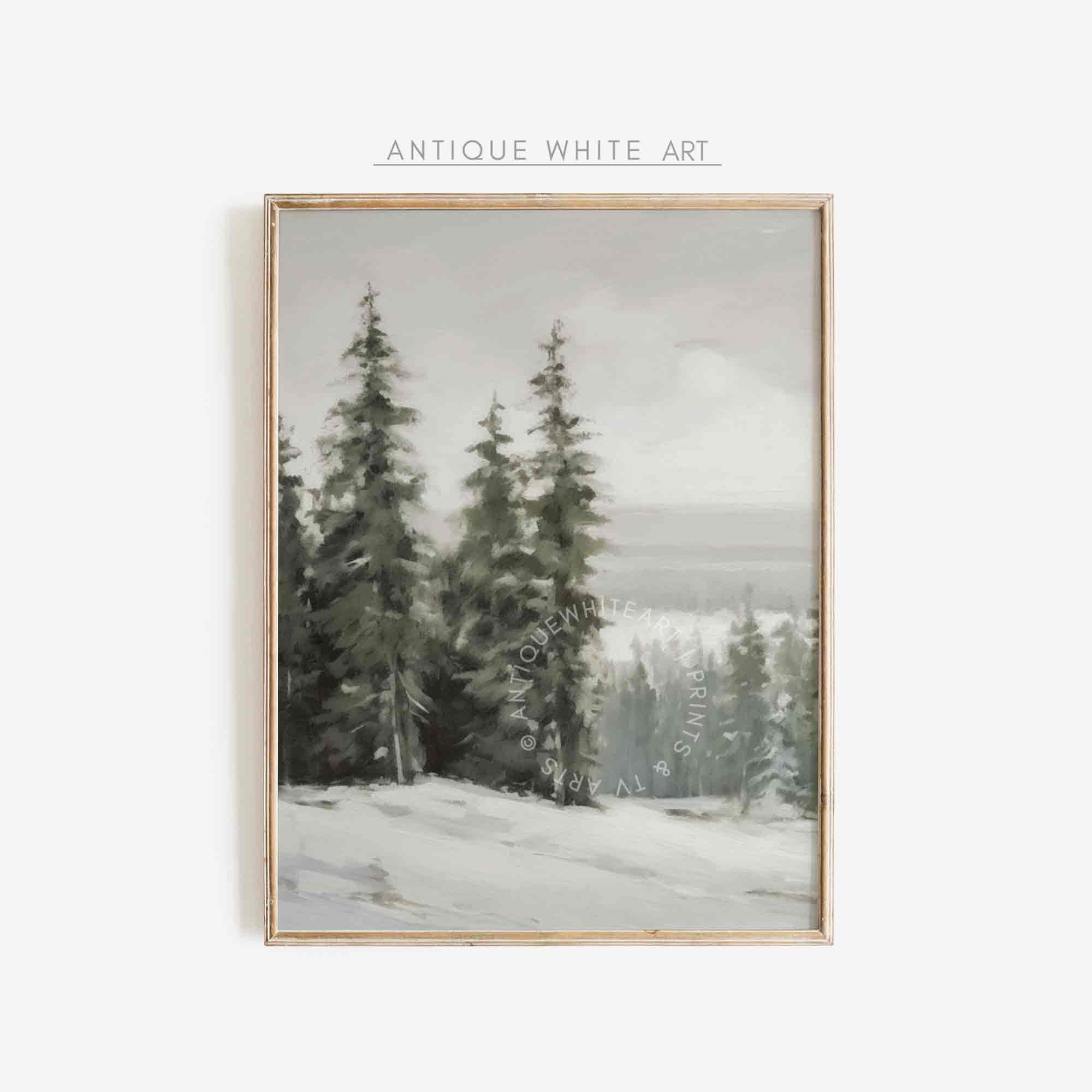 Pine Forest In Winter