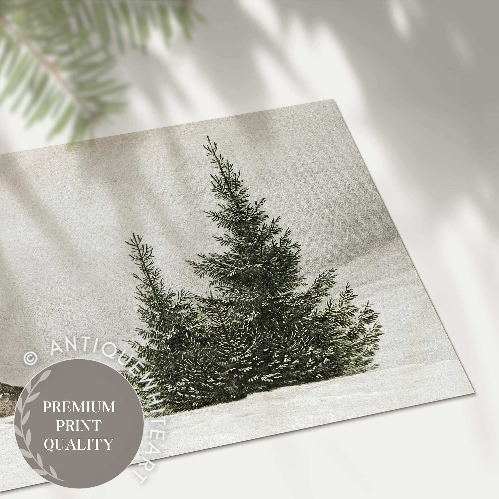 Snowy Pine Trees in Fog