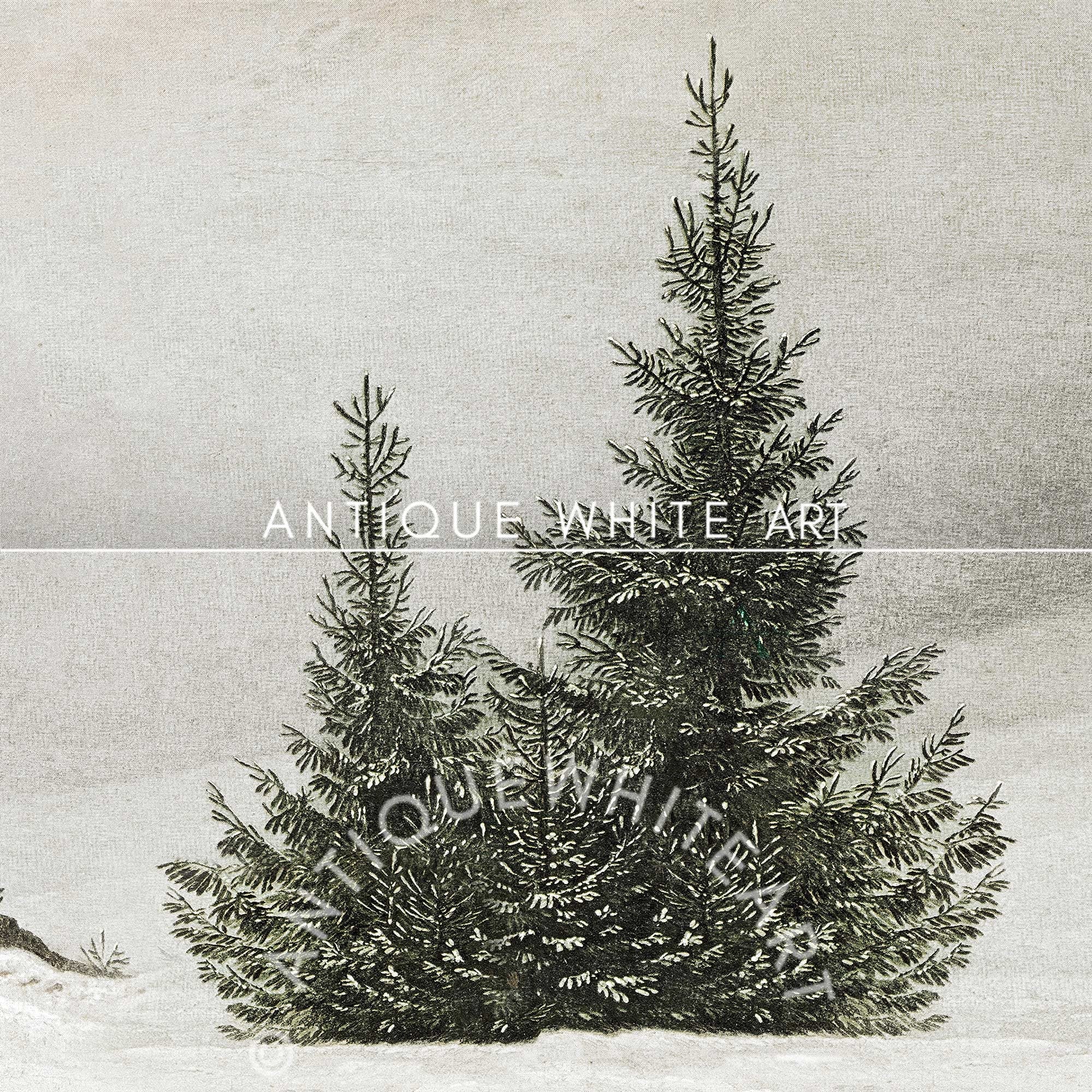 Snowy Pine Trees in Fog