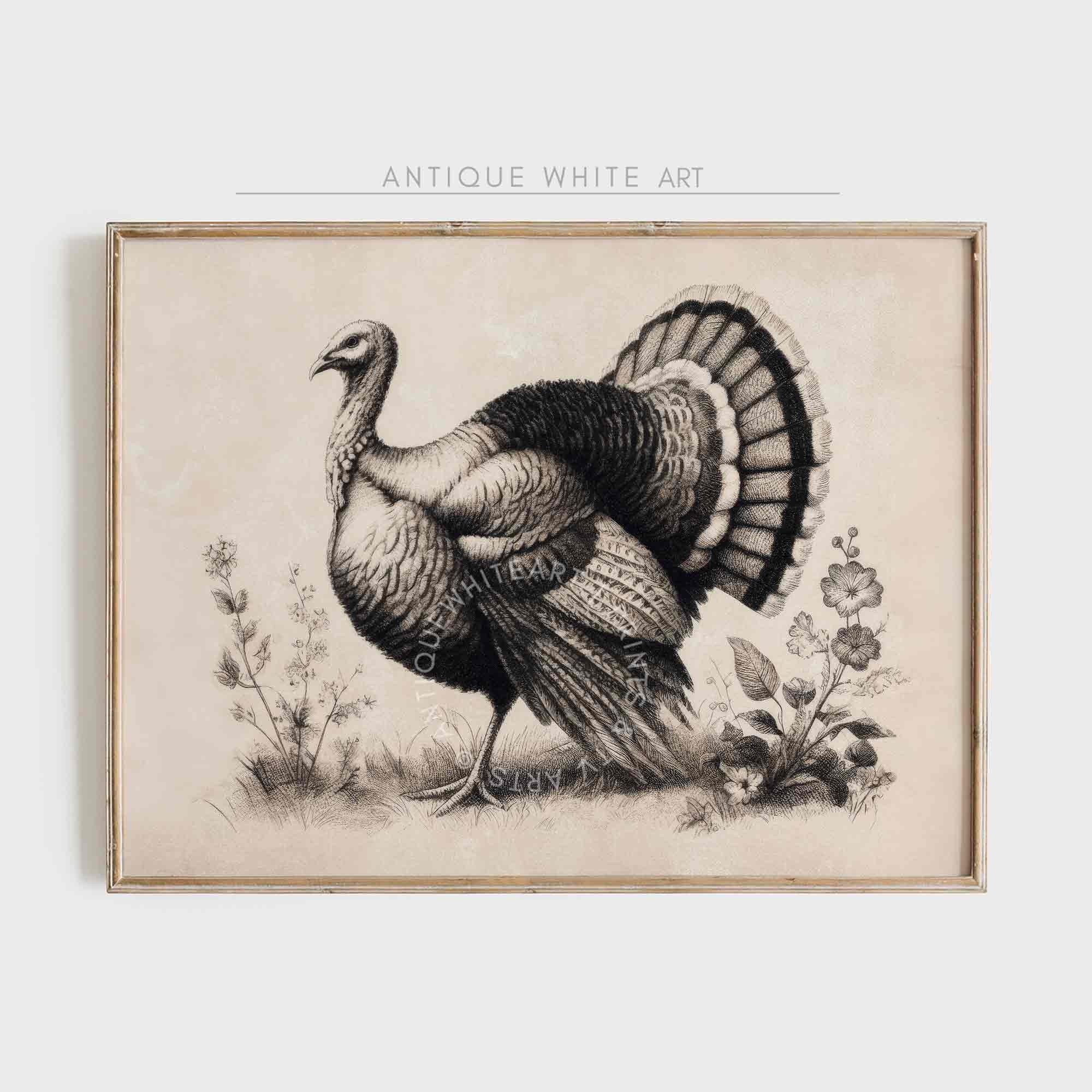 Turkey Drawing