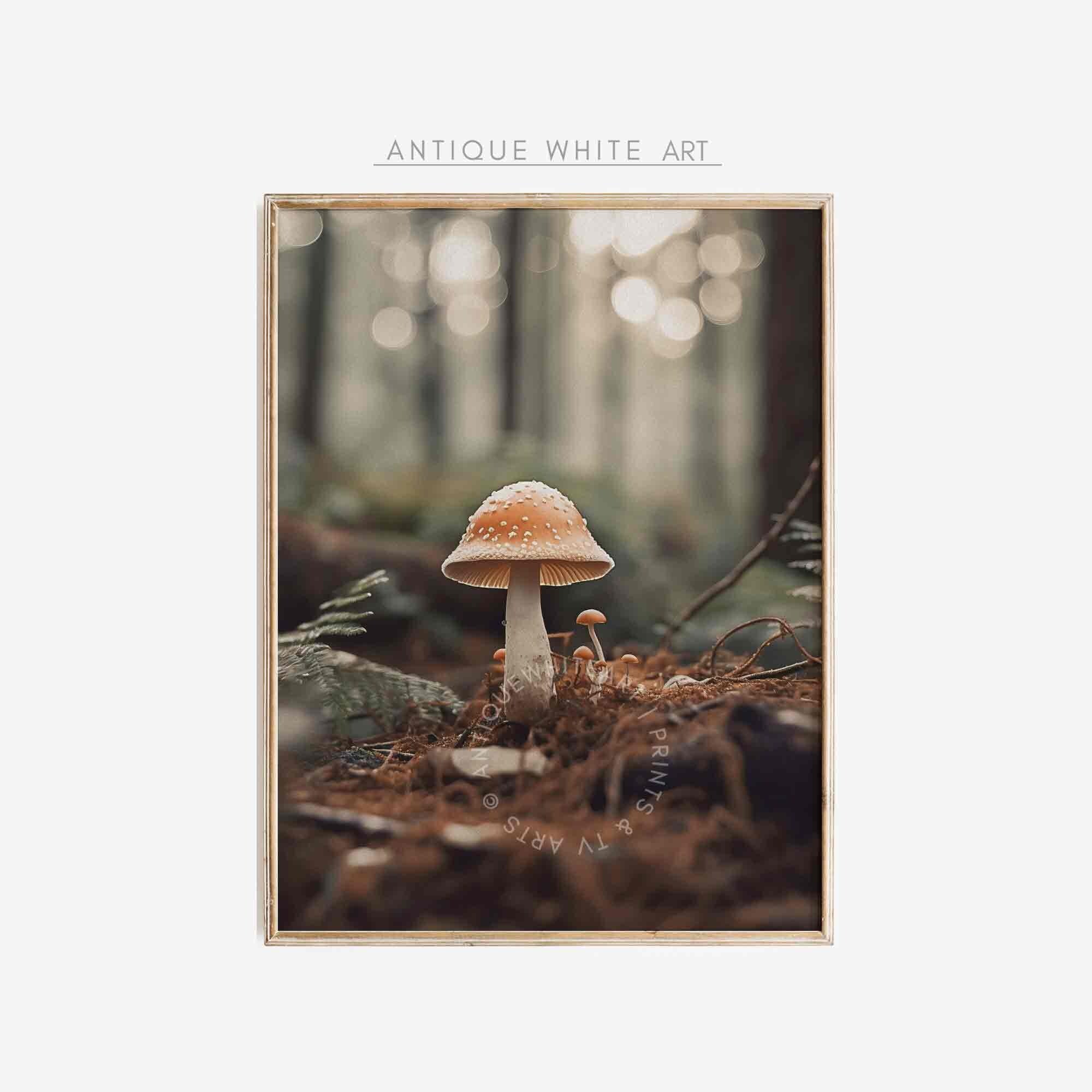 Mushroom in a Forest Glade