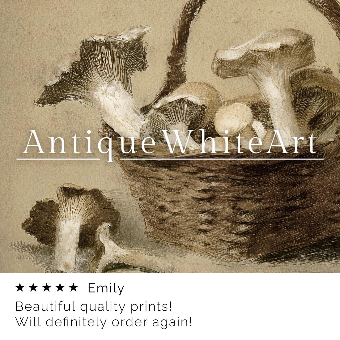 Mushroom Vintage Style Print Mushrooms Drawing Farmhouse Kitchen Wall Art Botanical Woodland A477