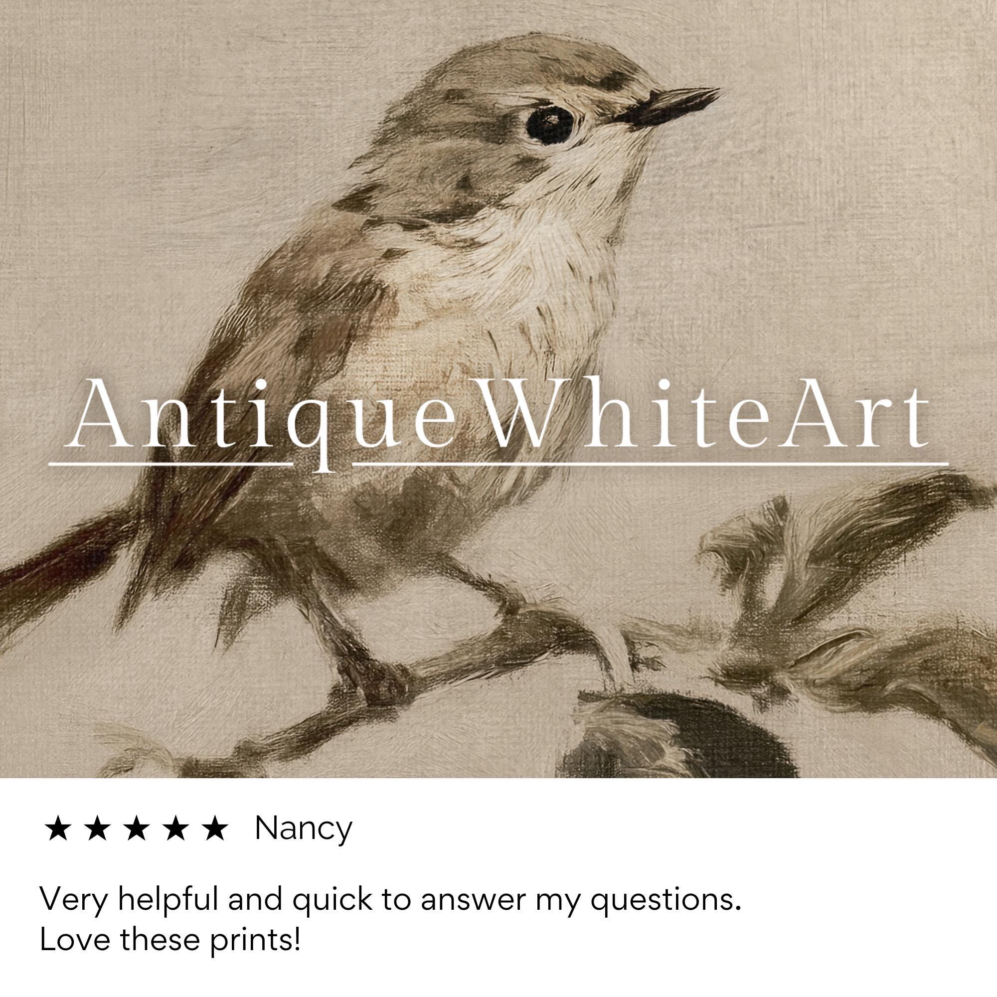 Bird Drawing Wall Art Vintage Style Nursery Print Animal Illustration Neutral Beige Gallery A484